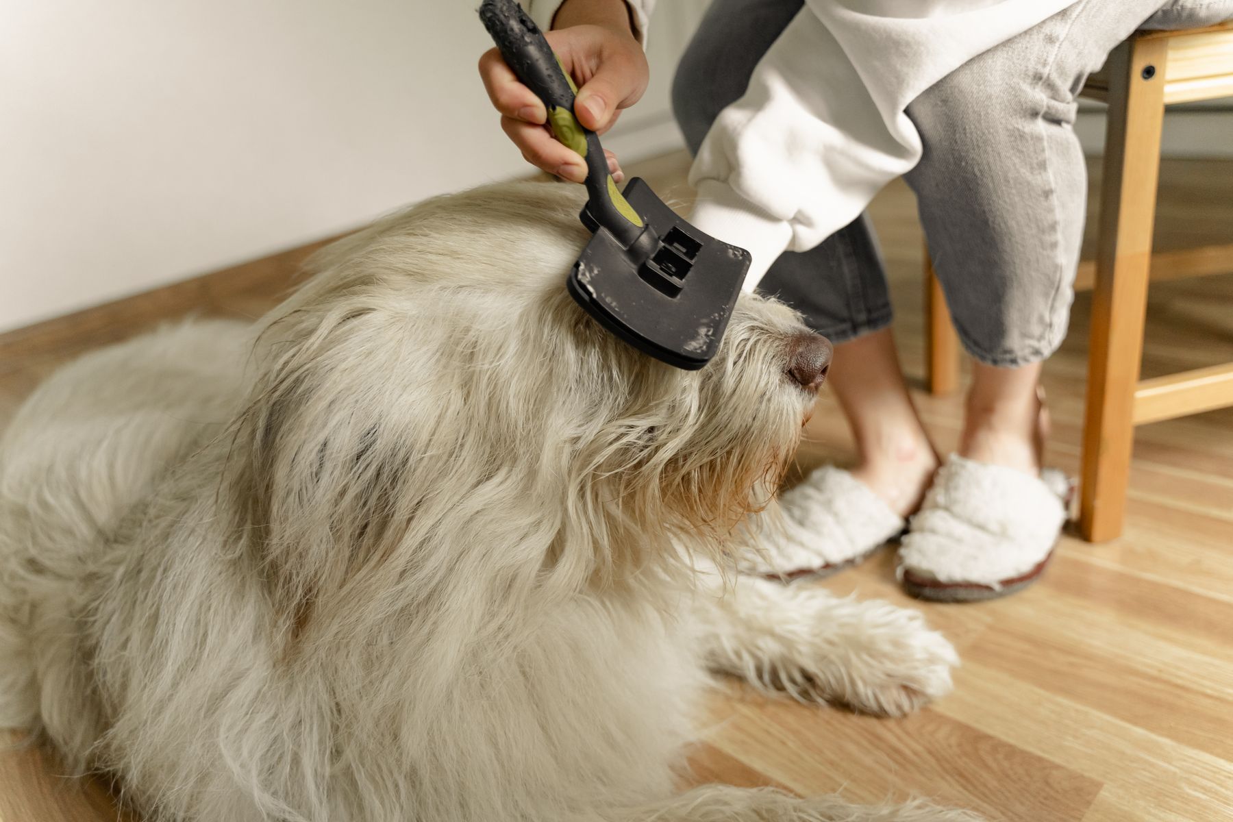 Een grote witte hond wordt rustig geborsteld
