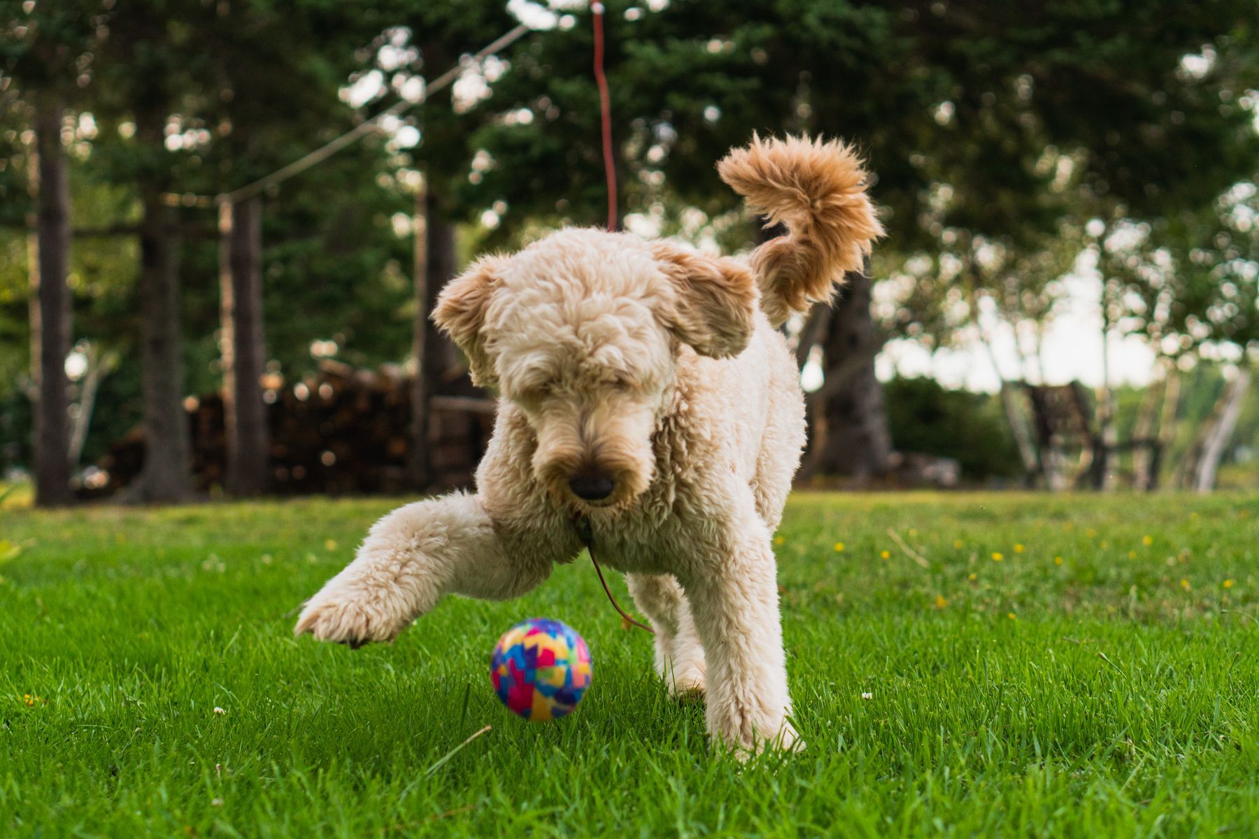 Een krullige hond speelt met een bal in het gras